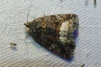 Deltote pygarga
