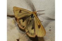 Diacrisia sannio