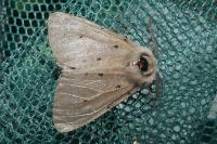 Diaphora mendica