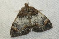 Dysstroma truncata