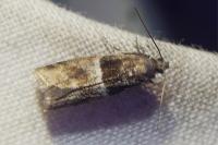 Elegia atrifasciella