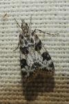 Eudonia delunella