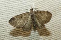Eupithecia virgaureata