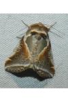 Habrosyne pyritoides