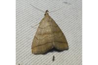Herminia tarsicrinalis