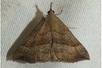 Hypena proboscidalis