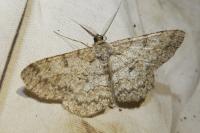 Hypomecis punctinalis