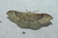 Idaea degeneraria