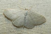 Idaea subsericeata