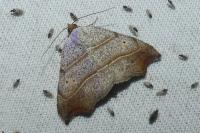 Laspeyria flexula