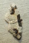 Ligdia adustata