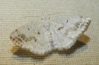 Lomographa temerata
