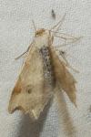 Macaria alternata