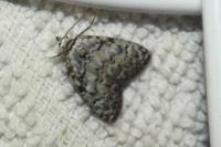 Meganola strigula