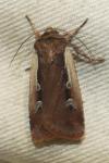 Ochropleura plecta
