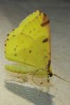 Opisthograptis luteolata
