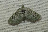 Chloroclystis v-ata