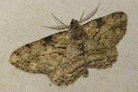 Peribatodes rhomboidaria rhomboidaria