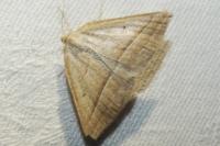 Petrophora chlorosata