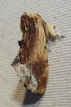 Ptilodon cucullina