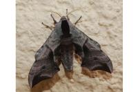 Smerinthus ocellatus ocellatus