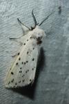 Spilosoma lubricipeda
