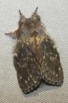 Stauropus fagi