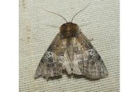 Tethea ocularis