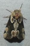 Thyatira batis
