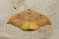 Watsonalla binaria
