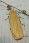 Wittia sororcula