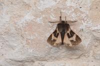 Watsonarctia deserta