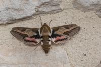 Hyles euphorbiae