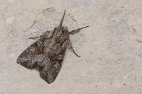 Lacanobia w-latinum