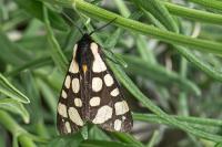 Arctia villica