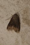 Agrotis ipsilon