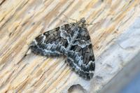 Thera britannica/variata