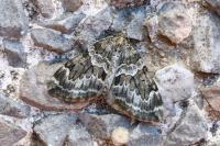 Thera britannica/variata