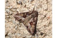 Lacanobia w-latinum