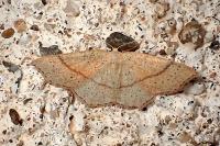Cyclophora punctaria