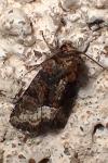 Oligia strigilis/versicolor