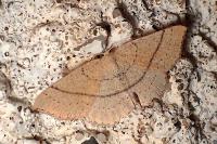 Cyclophora suppunctaria