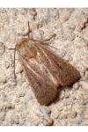 Mythimna sicula