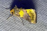 Diachrysia chrysitis