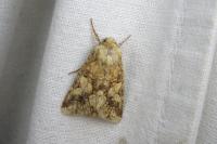 Conisania luteago olbiena