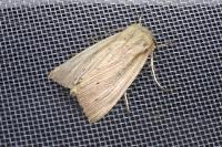 Mythimna straminea