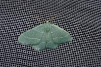 Phaiogramma etruscaria
