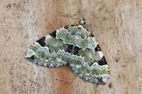 Colostygia pectinataria