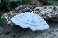 Cabera pusaria