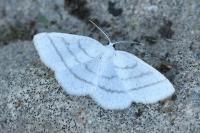 Cabera pusaria